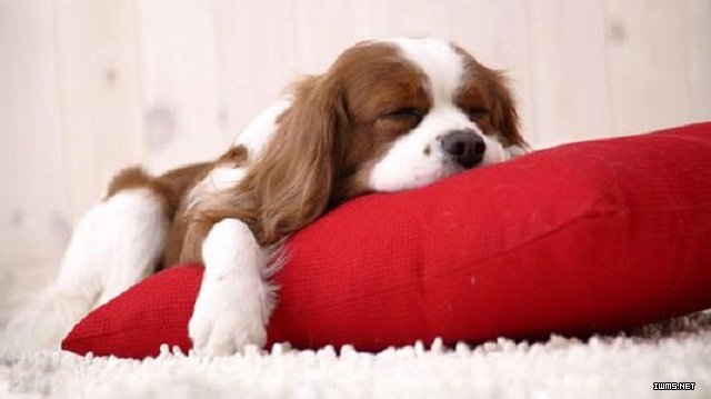 动物能被催眠吗